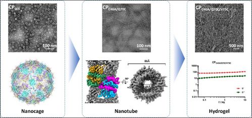 武漢病毒所等團(tuán)隊(duì)在病毒衣殼蛋白組裝操控及免疫效應(yīng)研究中取得重大突破 推動納米材料研發(fā)新方向